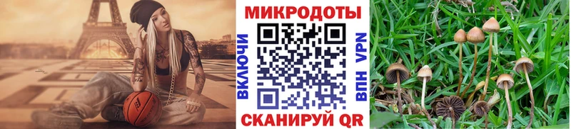 Купить закладки  Нижняя Тура  Галлюциногенные грибы Cubensis 